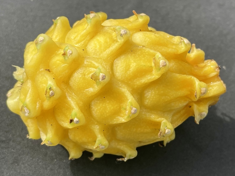 Selenicereus megalantus (Yellow Dragon Fruit)